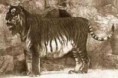 /album/hagamos-algo/tigre-persa-jpg1/